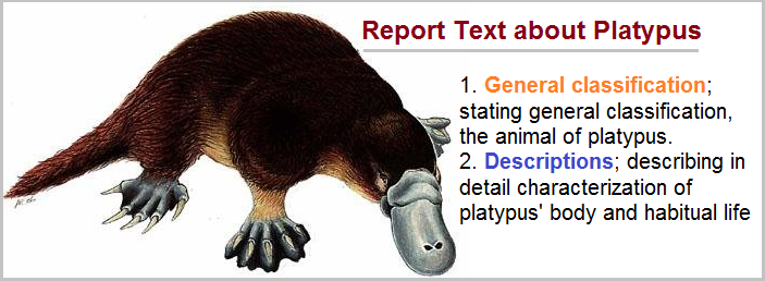 example of report text about animal platypus