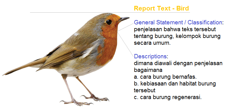 contoh report text generic structure tentang burung