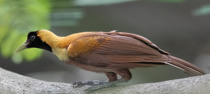 example of report text about red bird of paradise