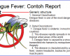 contoh teks report tentang dengue fever