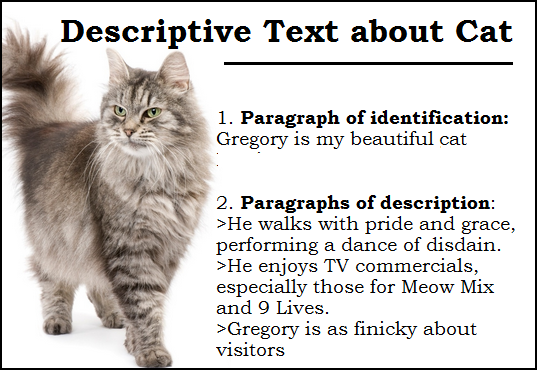 descriptive essay on cat